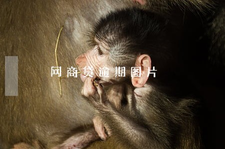 网商贷逾期图片