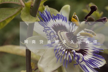 网商贷逾期多久能再借