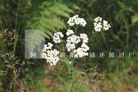 网商贷逾期店铺还能过户吗 网商贷逾期店铺还能过户吗