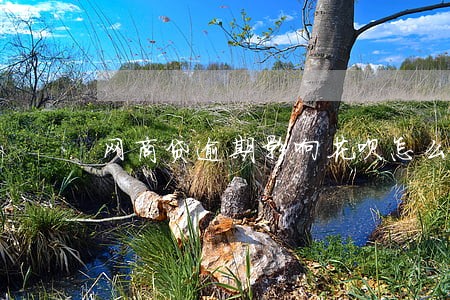 网商贷逾期影响花呗怎么解决 网商贷逾期影响花呗怎么解决