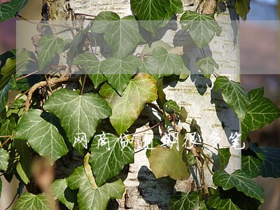 网商贷逾期很多笔 网商贷逾期很多笔