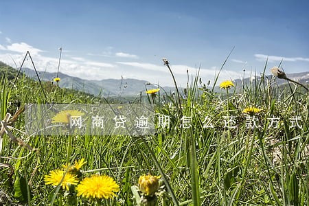 网商贷逾期怎么还款方式 网商贷逾期怎么还款方式