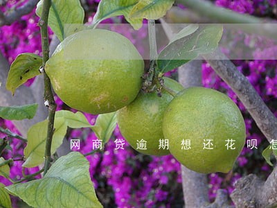 网商贷逾期想还花呗怎么还 网商贷逾期想还花呗怎么还