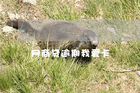 网商贷逾期我爱卡 网商贷逾期我爱卡