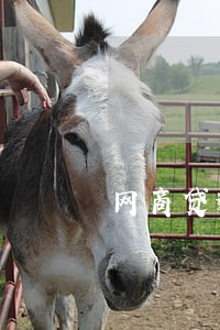 网商贷逾期打电话说抓我 网商贷逾期打电话说抓我
