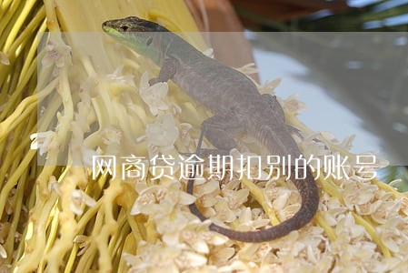 网商贷逾期扣别的账号 网商贷逾期扣别的账号