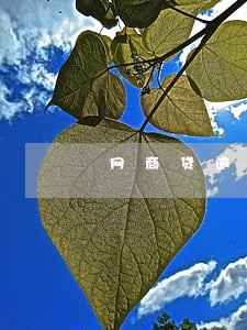 网商贷逾期掉芝麻信用么 网商贷逾期掉芝麻信用么