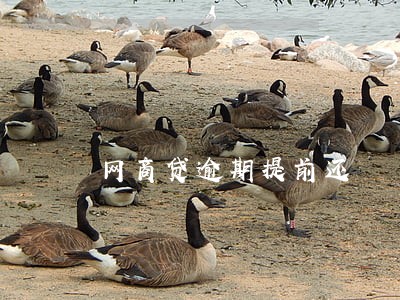 网商贷逾期提前还 网商贷逾期提前还