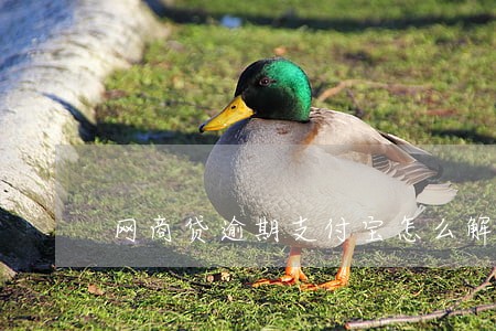 网商贷逾期支付宝怎么解除扣款 网商贷逾期支付宝怎么解除扣款