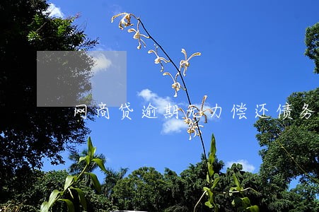 网商贷逾期无力偿还债务怎么协商 网商贷逾期无力偿还债务怎么协商
