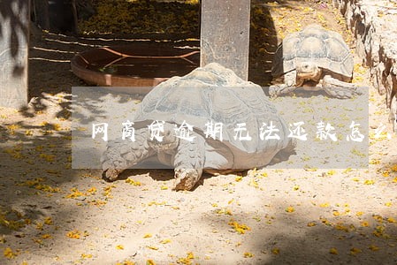 网商贷逾期无法还款怎么办