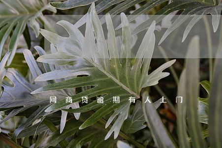 网商贷逾期有人上门 网商贷逾期有人上门