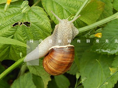 网商贷逾期有额度无法借款 网商贷逾期有额度无法借款