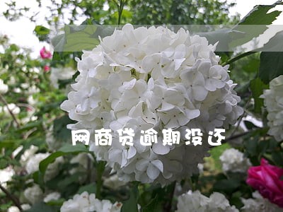 网商贷逾期没还 网商贷逾期没还