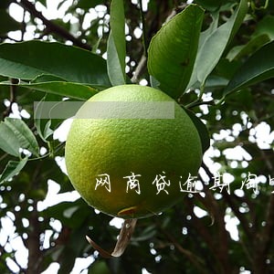 网商贷逾期淘宝 网商贷逾期淘宝