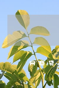 网商贷逾期用户 网商贷逾期用户