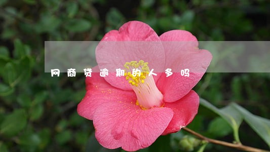 网商贷逾期的人多吗 网商贷逾期的人多吗