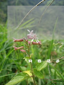 网商贷逾期线下还款怎么还 网商贷逾期线下还款怎么还