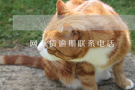 网商贷逾期联系电话