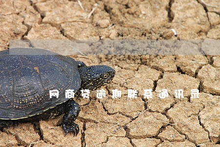 网商贷逾期联系通讯录 网商贷逾期联系通讯录