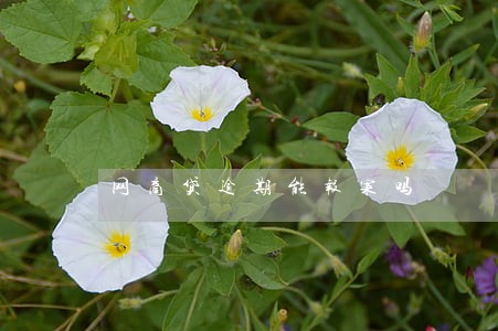 网商贷逾期能报案吗 网商贷逾期能报案吗