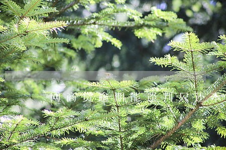 网商贷逾期能谈判只还本金吗 网商贷逾期能谈判只还本金吗