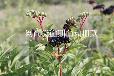网商贷逾期自动扣款 网商贷逾期自动扣款
