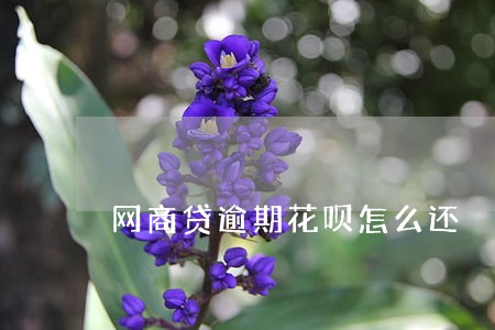 网商贷逾期花呗怎么还 网商贷逾期花呗怎么还