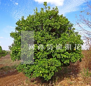 网商贷逾期花呗被封了 网商贷逾期花呗被封了