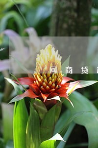 网商贷逾期花呗要怎么还 网商贷逾期花呗要怎么还