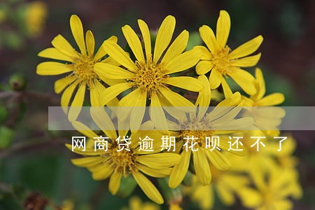 网商贷逾期花呗还不了 网商贷逾期花呗还不了