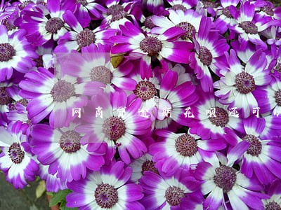 网商贷逾期花呗还可以使用 网商贷逾期花呗还可以使用
