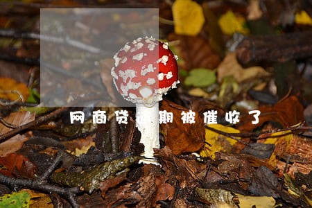 网商贷逾期被催收了 网商贷逾期被催收了