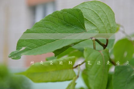 网商贷逾期论笔还是论次 网商贷逾期论笔还是论次