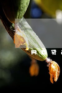 网商贷逾期话术 网商贷逾期话术
