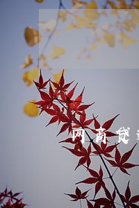 网商贷逾期说结案材料上报 网商贷逾期说结案材料上报