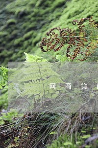 网商贷逾期走访 网商贷逾期走访