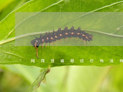 网商贷逾期过还有没有可能重开 网商贷逾期过还有没有可能重开