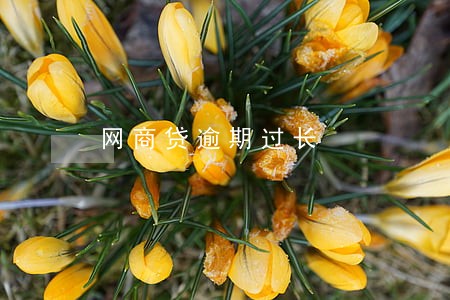 网商贷逾期过长