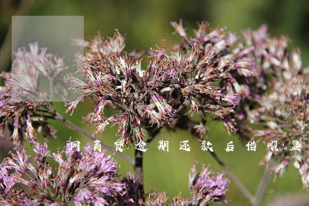 网商贷逾期还款后借呗显示 网商贷逾期还款后借呗显示