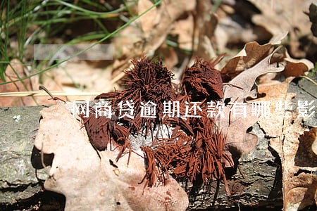网商贷逾期还款有哪些影响 网商贷逾期还款有哪些影响