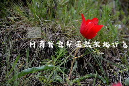 网商贷逾期还款被起诉怎么办 网商贷逾期还款被起诉怎么办