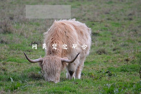 网商贷逾期金 网商贷逾期金