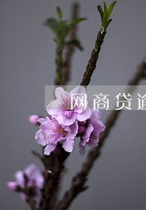 网商贷逾期问地址说做诉前调查 网商贷逾期问地址说做诉前调查