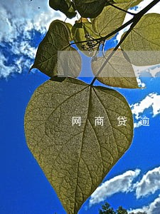 网商贷逾期额度就没有了 网商贷逾期额度就没有了