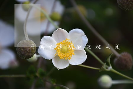 网商贷逾期额度被关闭 网商贷逾期额度被关闭