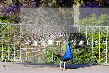 网商贷里的车贷逾期多久会拖车 网商贷里的车贷逾期多久会拖车