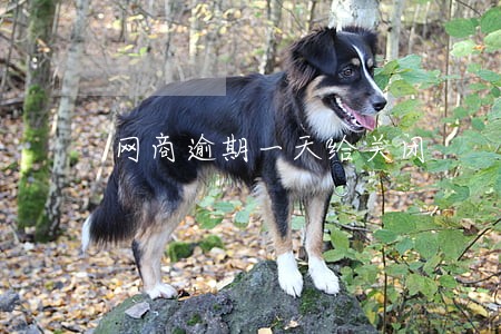 网商逾期一天给关闭 网商逾期一天给关闭