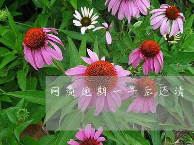 网商逾期一年后还清 网商逾期一年后还清