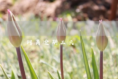 网商逾期三天 网商逾期三天